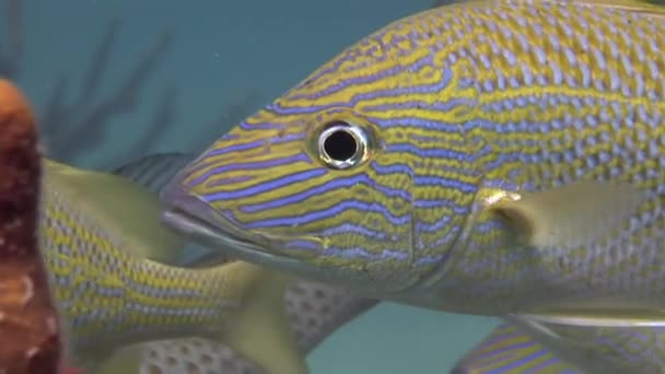 Närbild Undervattensskola Fisk Microlepidotus Brevipinnis Blå Ränder Body Haemulidae Grinig — Stockvideo