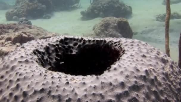 Widok Karaiby Podwodne Różnorodne Piękne Rafy Koralowe Jest Hipnotyzujący Podwodny — Wideo stockowe