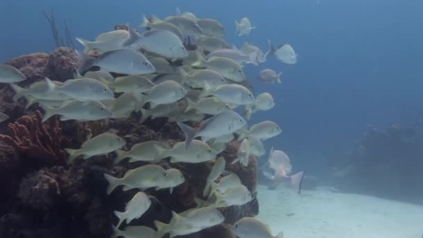 School Grumpy Fish Underwater Coral Seabed Ocean Silver Fish Stripes — Stock Video