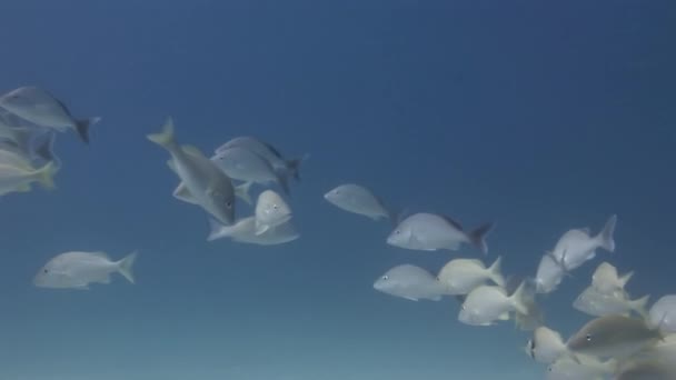 바다의 속에서의 참다랑어 주름잡은 물고기는 학교를 이루며 무리를 이루어 모습을 — 비디오