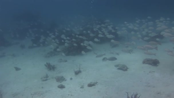 Mergulhador Contexto Escola Peixe Grunhido Vida Subaquática Oceano Peixes Rabugentos — Vídeo de Stock
