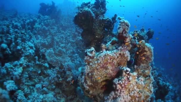 Повільний Рух Підводного Пострілу Єднує Важкий Тропічний Кораловий Риф Вершині — стокове відео