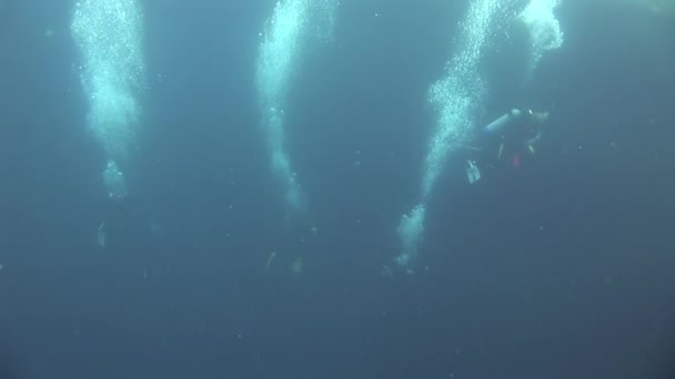 来自巴哈马加勒比海潜水者的气泡 在巴哈马潜水时 潜水者可能会遇到各种各样令人难以置信的海洋生物 — 图库视频影像