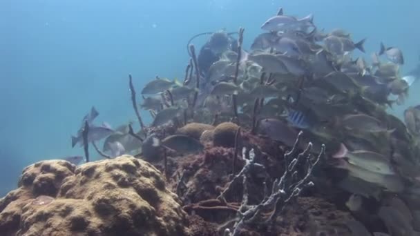 Mergulhador Fundo Escola Peixes Rabugentos Fundo Mar Subaquático Oceano Estes — Vídeo de Stock