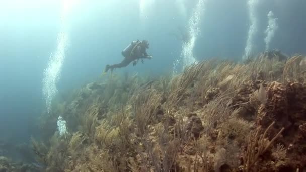 Nurkowie Głębinowi Doświadczają Niesamowitego Podwodnego Świata Rafy Koralowej Podakwatyczny Badacz — Wideo stockowe