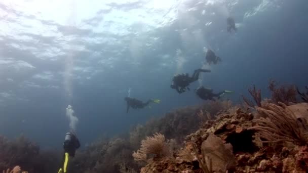Grupo Mergulhadores Espaço Subaquático Recife Coral Mar Caribe Exploradores Subaquáticos — Vídeo de Stock
