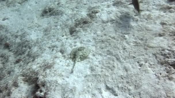 カリブ海の水中生活の中で小さな斑点のあるエイ 水中のサンゴ礁環境の中でのエイの美しさと優雅さは見ものです — ストック動画