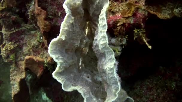 Karibské Podmořské Impozantní Korálové Útesy Nabízejí Úchvatný Výhled Ochrana Korálových — Stock video
