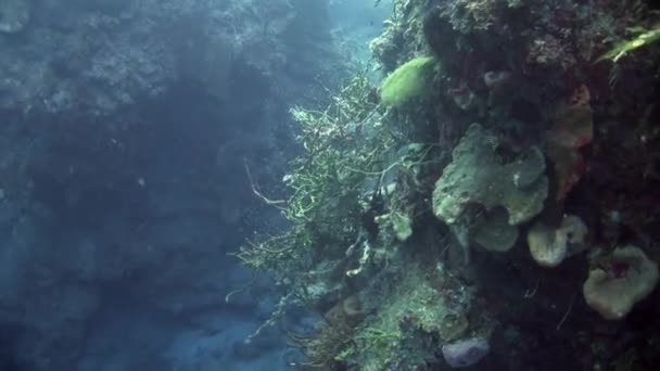 Karibské Podmořské Útesy Pulzující Korálové Útesy Nabízejí Fascinující Výhled Změna — Stock video