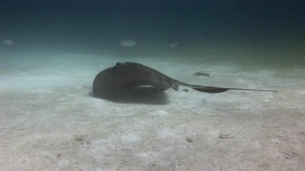 Karayipler Sualtı Yaşamında Stingray Mercan Resiflerinin Sualtı Yaşamı Vatozların Zarif — Stok video