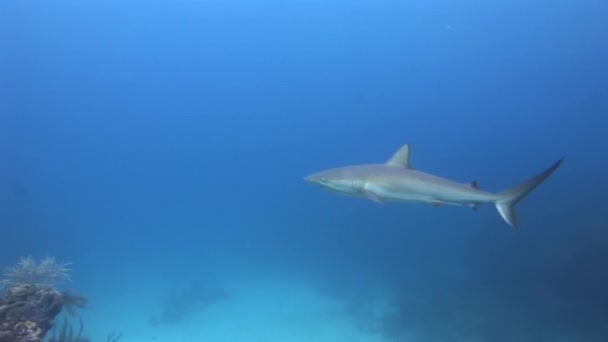 カリブ海のサンゴ礁のサメのアップクローズ映像水中 しかし水中世界は人間活動の影響を受けません — ストック動画