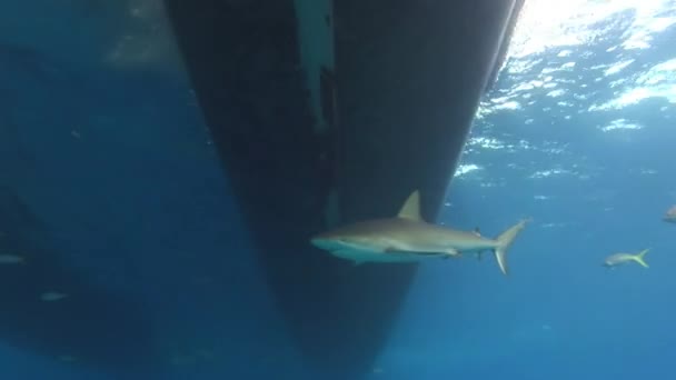 Vista Cerca Tiburones Arrecife Nadando Bajo Agua Mar Caribe Los — Vídeo de stock