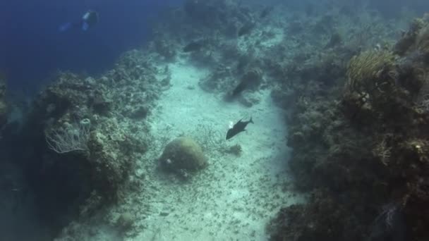 Vedere Din Caraibe Subacvatice Fascinante Recife Corali Pot Savurate Ele — Videoclip de stoc