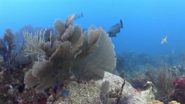 Вид Карибские Подводные Потрясающе Красивые Коралловые Рифы Завораживает Должны Заботиться — стоковое видео