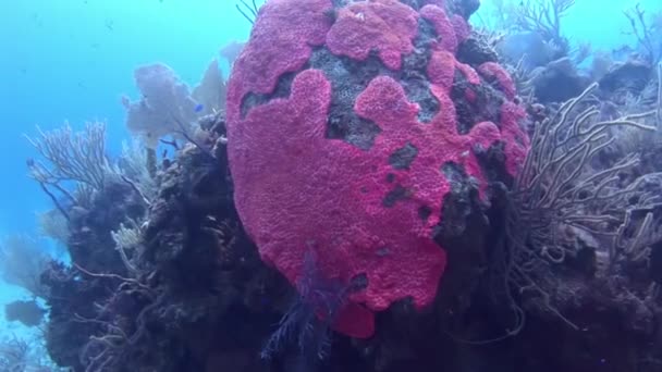 Vista Caribe Deslumbrante Recifes Coral Subaquático Tirar Fôlego Próprios Recifes — Vídeo de Stock