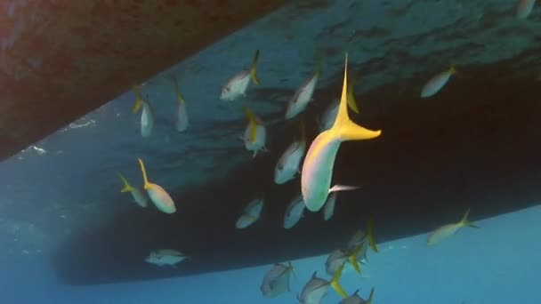 Deniz Levreği Sürüsü Altında Yüzeyinde Yüzer Gezegenimizdeki Yaşamın Inanılmaz Çeşitliliğine — Stok video