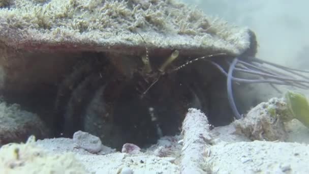 Caranguejo Grande Fundo Arenoso Close Subaquático Explorar Mundo Subaquático Oceano — Vídeo de Stock