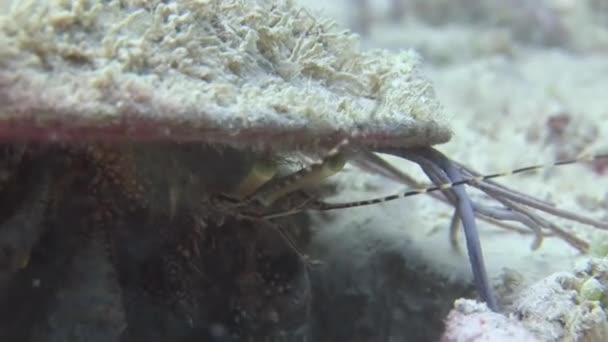 Enorme Prachtige Krab Close Onder Water Met Grote Hoeveelheid Oceaan — Stockvideo