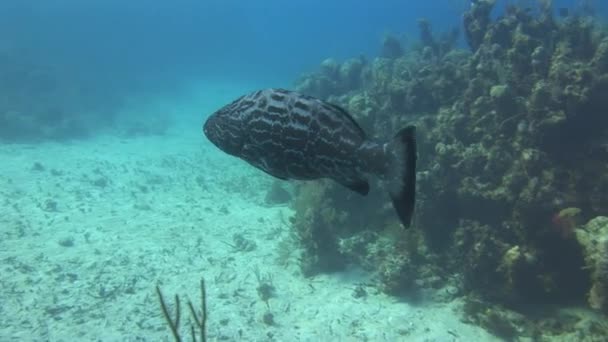 Vista Delle Barriere Coralline Sottomarine Dei Pesci Nei Caraibi Impressionante — Video Stock