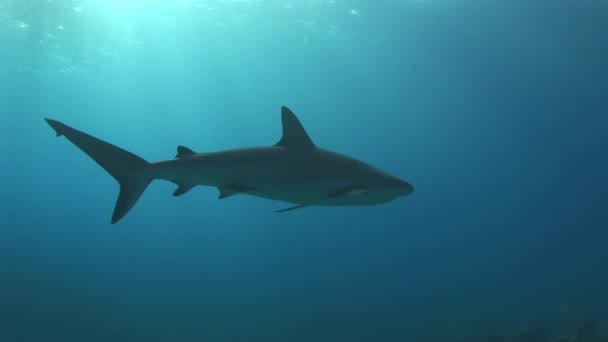 Podrobný Podvodní Záběr Žraloků Útesových Karibském Moři Půvabné Pohyby Žraloků — Stock video