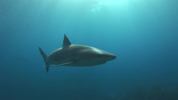 Tiburones Arrecife Del Mar Caribe Capturados Vídeo Submarino Primer Plano — Vídeo de stock