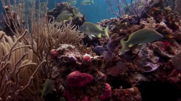 Utsikt Över Karibiska Undervattens Fantastiska Och Färgglada Korallrev Vördnadsväckande Ocean — Stockvideo