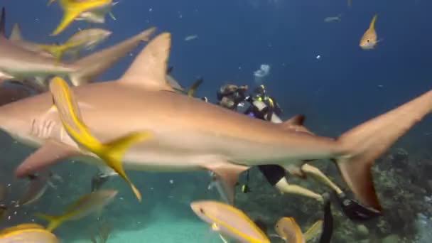 カリブ海 バハマ連邦 2017年9月28日 カメラでダイバーと近い場所にサメ 極端なダイバーは彼らの恐怖に直面し サメと制限するために自分自身をプッシュ — ストック動画