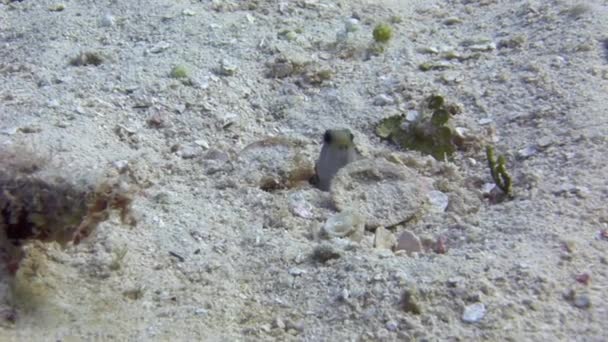 鱼从海底的沙坑中窥探出水下特写镜头 海洋深处居住着各种能创造独特生态系统的动物和植被 — 图库视频影像