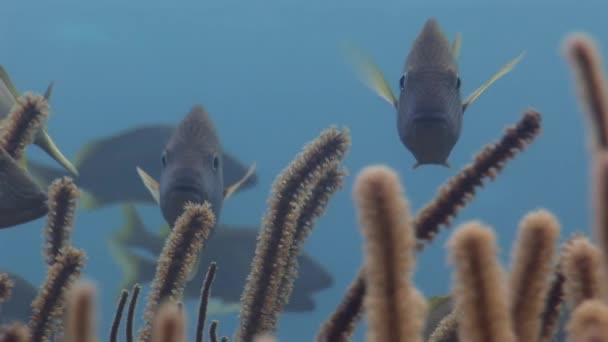 Shoal Peixes Amarelo Prata Perto Corais Close Subaquático Apesar Importância — Vídeo de Stock