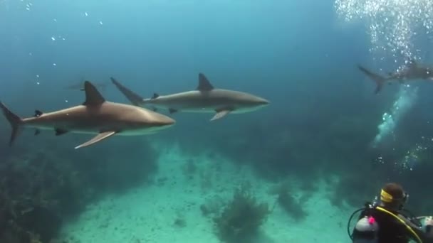 Podívejte Zblízka Žraloky Plovoucí Karibském Moři Pod Vodou Chobotnice Svou — Stock video