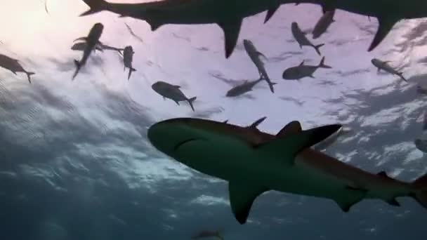 Resif Köpekbalıklarının Karayip Denizi Nde Altında Yüzüşlerini Yakından Gösteren Video — Stok video