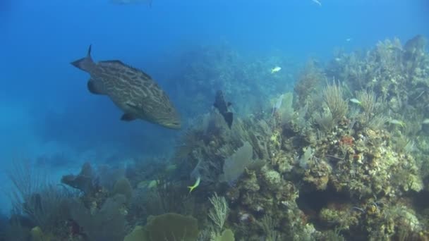 Потрясающие Виды Коралловых Рифов Рыб Карибском Подводном Бассейне Взаимодействие Различных — стоковое видео