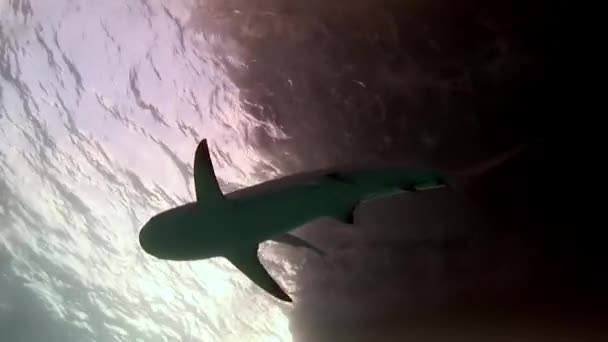 Podwodne Zbliżenie Rekinów Rafowych Morzu Karaibskim Olbrzymia Kałamarnica Swoimi Ogromnymi — Wideo stockowe