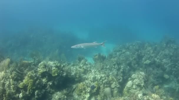 梭鱼是在热带和亚热带水域发现的捕食性鱼类 梭鱼通常生活在浅海 珊瑚礁和开阔的海洋环境中 — 图库视频影像