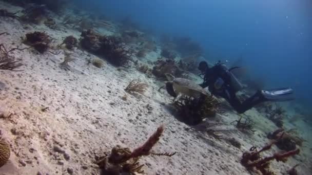 加勒比海 巴哈马国 2020年9月3日 人们可以看到潜水员正在探索接近海底和海龟的海洋深度 聪明的动物是伪装的大师 — 图库视频影像