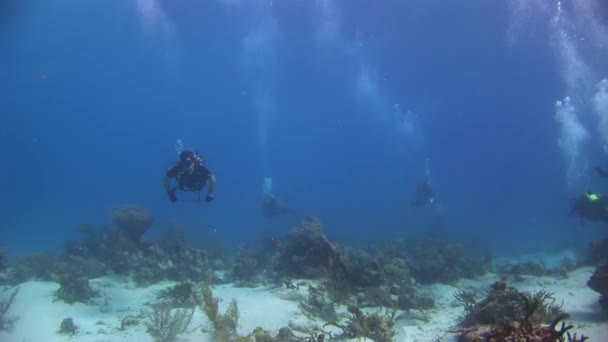 バハマのカリブ海 コモンウェルス 2020年9月3日 ダイバーは水中世界を探検し 海洋生物の新しいエキサイティングな発見をします 乾燥した土地のダイバーに戻る言葉を広め続ける — ストック動画