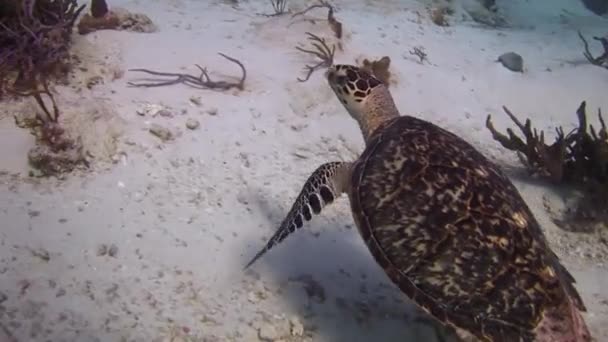 Θαλάσσια Χελώνα Παρατηρείται Κολύμπι Κοντά Στον Πυθμένα Και Κοράλλια Στην — Αρχείο Βίντεο