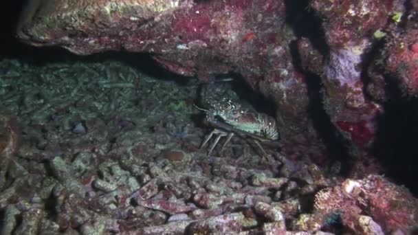 Widok Pięknych Raf Koralowych Homara Pod Wodą Zapiera Dech Piersiach — Wideo stockowe