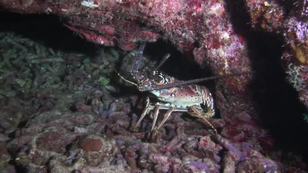 Чудові Коралові Рифи Лангоуст Можна Побачити Підводному Карибському Морі Додаток — стокове відео