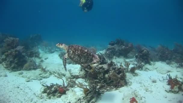 Dno Korály Karibského Moře Poskytují Domov Pro Mořskou Želvu Která — Stock video