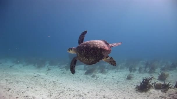 바다거북은 카리브해 근처에서 헤엄치고 파충류는 수있으며 수있다 — 비디오