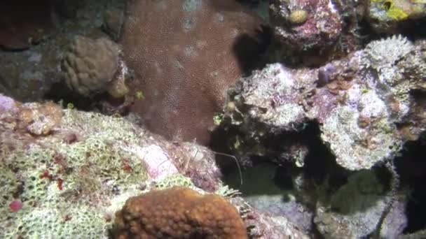 カリブ海の海底サンゴ礁は素晴らしい景色を提供します 研究者らは さまざまな疾患の治療に使用できるサンゴ礁の新しい化合物を発見するために取り組んでいます — ストック動画