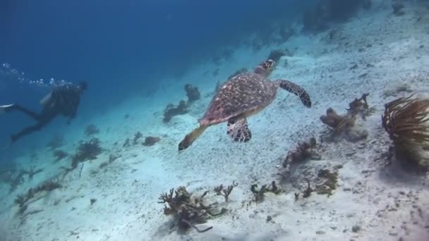 Cerca Del Fondo Los Corales Del Mar Caribe Tortuga Marina — Vídeos de Stock