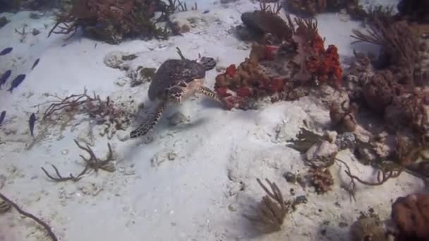 Karibiska Havet Havssköldpaddan Simmar Närheten Botten Och Koraller Vissa Kulturer — Stockvideo