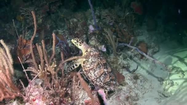 Στην Καραϊβική Θάλασσα Θαλάσσια Χελώνα Κολυμπά Κοντά Στον Πυθμένα Και — Αρχείο Βίντεο