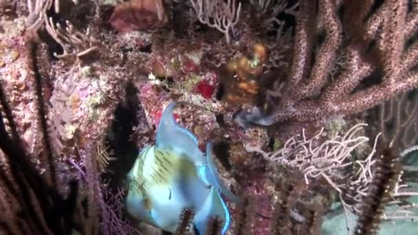 Nádherné Korálové Útesy Ryby Jsou Vidět Pohledu Karibiku Pod Vodou — Stock video