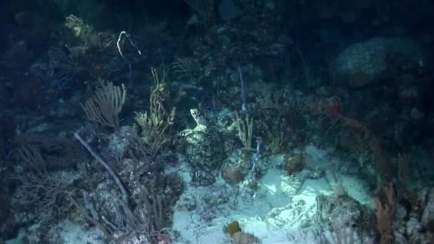 Tortuga Marina Nada Cerca Los Corales Oscuridad Iluminada Por Linterna — Vídeo de stock
