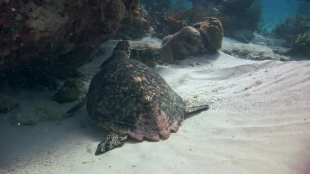 Καραϊβική Θάλασσα Είναι Σπίτι Της Θαλάσσιας Χελώνας Που Κολυμπά Κοντά — Αρχείο Βίντεο