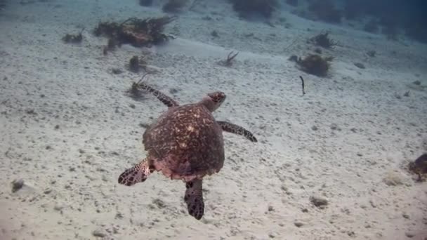 Карибському Морі Можна Побачити Морська Черепаха Плаває Поблизу Коралів Дна — стокове відео