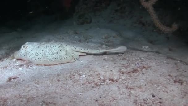 它们又大又扁的胸鳍形成圆圆的圆盘 有三角形的翼 在水下特写中 白色的黄貂鱼在沙底附近游动 — 图库视频影像